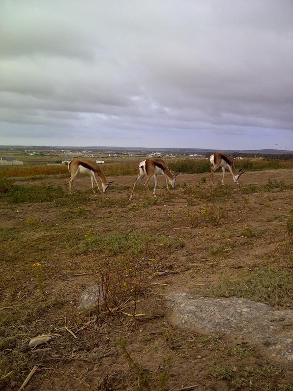 The Stables Accommodation Langebaan Luaran gambar