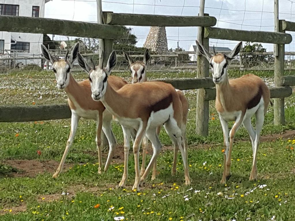 The Stables Accommodation Langebaan Luaran gambar