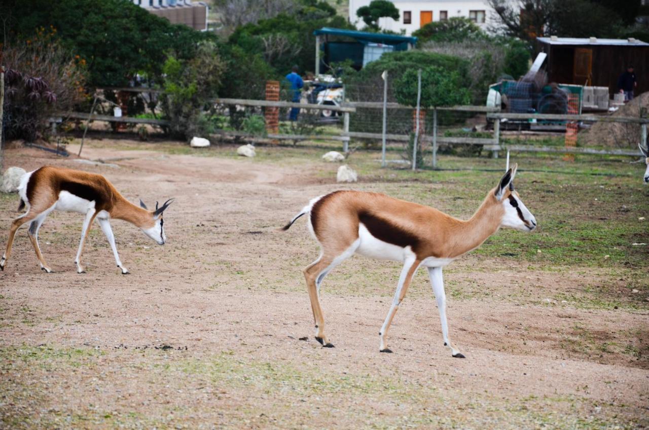 The Stables Accommodation Langebaan Luaran gambar